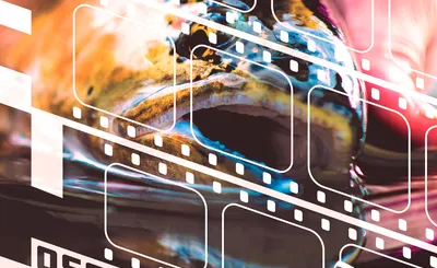 International Fly Fishing Film Festival